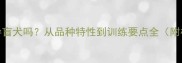 金毛犬能成为导盲犬吗从品种特性到训练要点全附权威机构数据