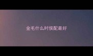 金毛什么时侯配最好