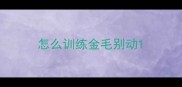 怎么训练金毛别动