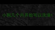 小狗几个月开始可以洗澡