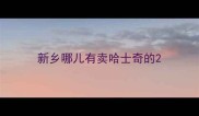 新乡哪儿有卖哈士奇的