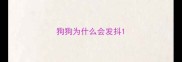 狗狗为什么会发抖