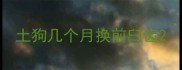 土狗几个月换前臼齿