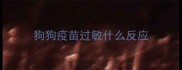 狗狗疫苗过敏什么反应