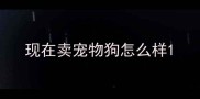现在卖宠物狗怎么样