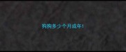 狗狗多少个月成年