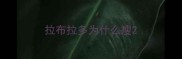 拉布拉多为什么瘦