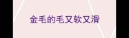 金毛的毛又软又滑
