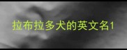 拉布拉多犬的英文名