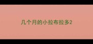 几个月的小拉布拉多
