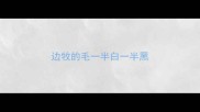 边牧的毛一半白一半黑
