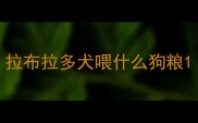 拉布拉多犬喂什么狗粮