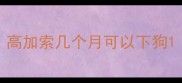 高加索几个月可以下狗