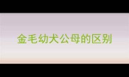 金毛幼犬公母的区别