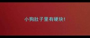 小狗肚子里有硬块