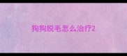 狗狗脱毛怎么治疗