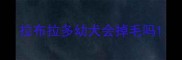 拉布拉多幼犬会掉毛吗