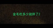 金毛吃多少就胖了
