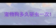 宠物狗多久驱虫一次