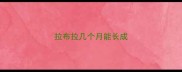 拉布拉几个月能长成