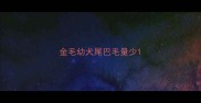 金毛幼犬尾巴毛量少