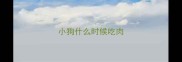 小狗什么时候吃肉