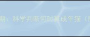 小猫成长关键期科学判断何时算成年猫附喂养要点