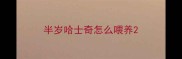 半岁哈士奇怎么喂养