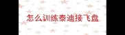 怎么训练泰迪接飞盘