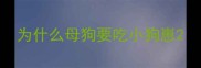 为什么母狗要吃小狗崽