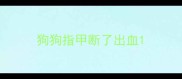 狗狗指甲断了出血