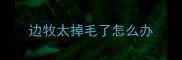 边牧太掉毛了怎么办