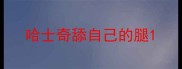 哈士奇舔自己的腿