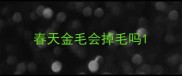 春天金毛会掉毛吗