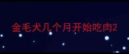 金毛犬几个月开始吃肉