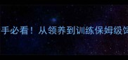 边境牧羊犬全攻略新手必看从领养到训练保姆级饲养指南附避坑清单