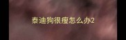 泰迪狗很瘦怎么办