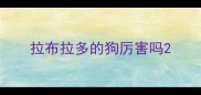 拉布拉多的狗厉害吗