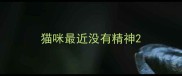 猫咪最近没有精神