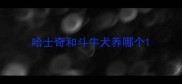 哈士奇和斗牛犬养哪个