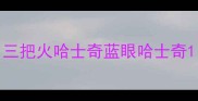 三把火哈士奇蓝眼哈士奇