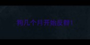 狗几个月开始反群