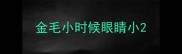 金毛小时候眼睛小