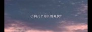 小狗几个月长的最快