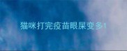 猫咪打完疫苗眼屎变多