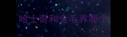 哈士奇和金毛养哪个