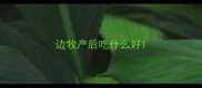 边牧产后吃什么好