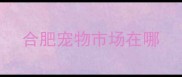 合肥宠物市场在哪