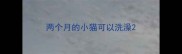 两个月的小猫可以洗澡