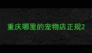 重庆哪里的宠物店正规